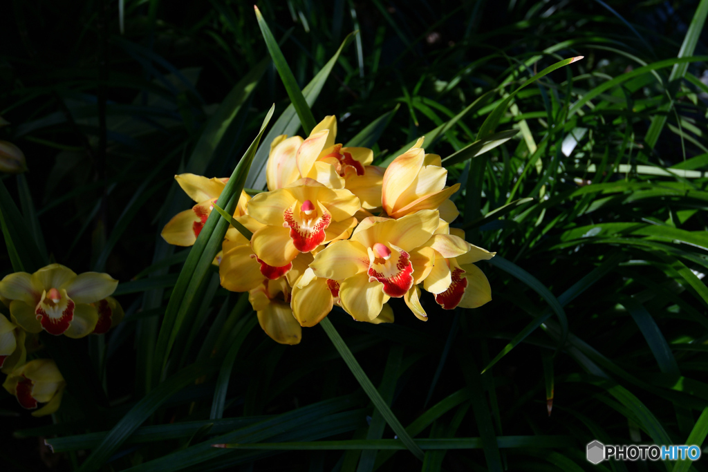 シンビジウムの花  232