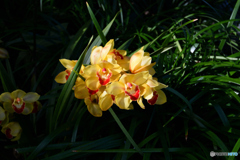 シンビジウムの花  232