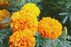 庭に咲いた花 342