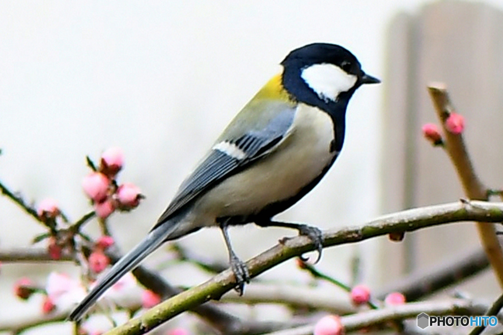 野山の鳥  シジュウカラ 