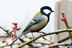 野山の鳥  シジュウカラ 