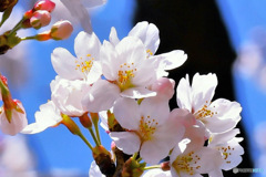 春に咲いた花 Ⅱ