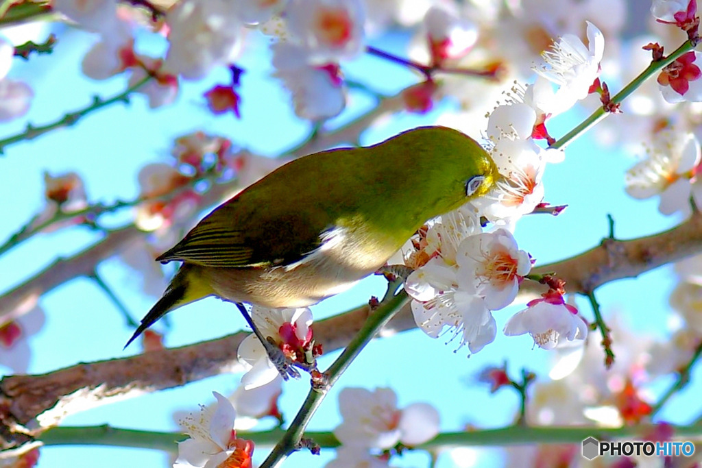 野山の鳥 メジ君