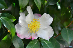 サザンカの花  799