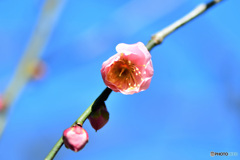 淡紅梅一輪見つけた 22-023