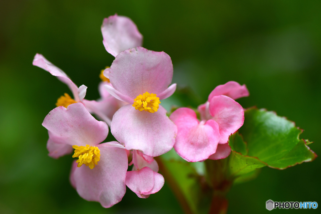 庭に咲いた花  21-630
