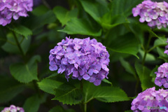 我が家の庭に咲いた紫陽花の花 22-340