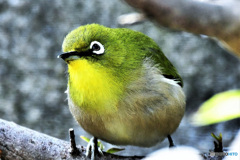 野山の鳥 22-008 メジ君