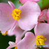 春に咲いた花  22-438  ピンクのベゴニア 