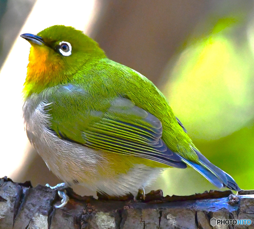 野山の鳥  メジ君