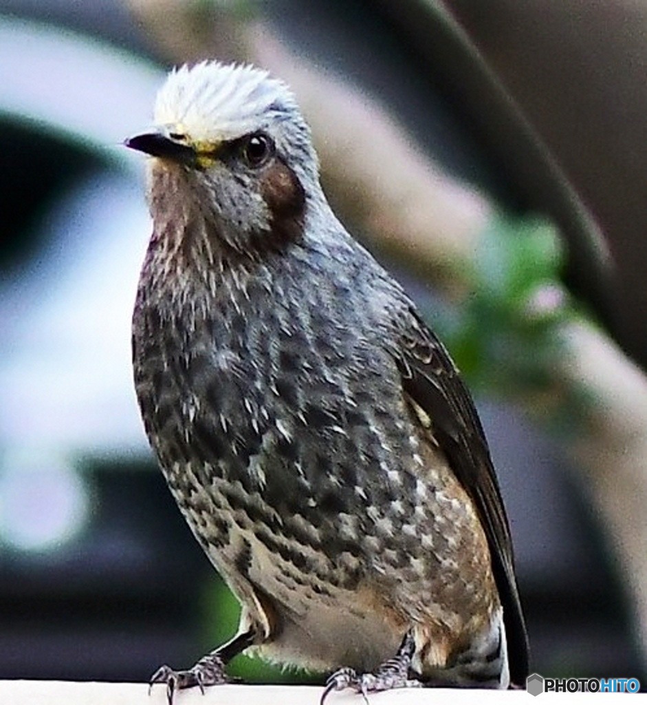 今冬初のヒヨさん  21-349