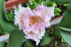 庭に咲いた春の花   21-196