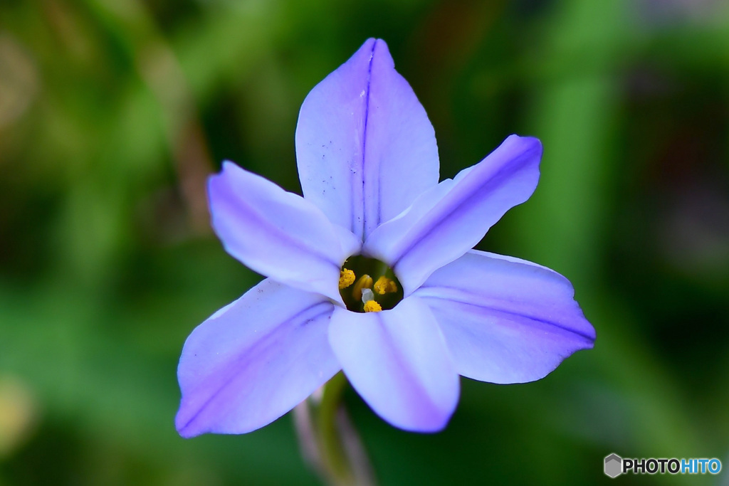庭に咲いたハナニラの花 22-148  