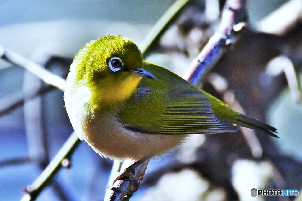 野山の鳥  メジ君  335