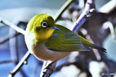 野山の鳥  メジ君  335