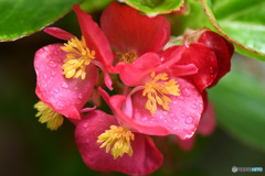 雨に濡れるベゴニアの花  21-451
