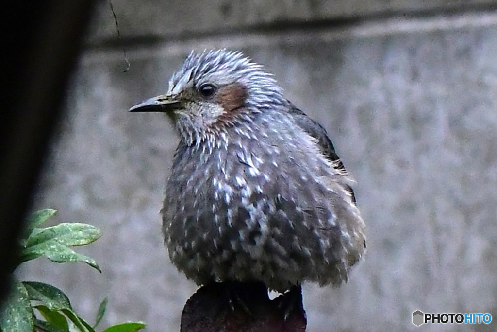 びしょ濡れのヒヨさん