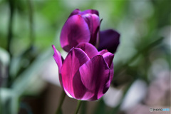 庭に咲いた春の花