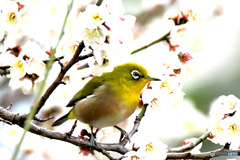 野山の鳥  ウメジロー  ⑤