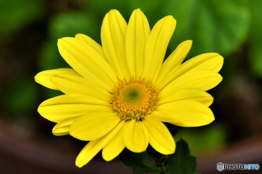 少し早めに咲いた黄色の小菊 22-403