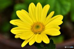 少し早めに咲いた黄色の小菊 22-403