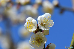 春に咲いた梅の花