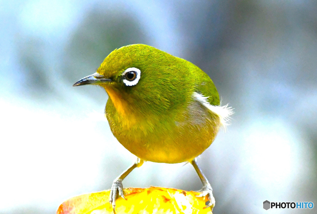 野山の鳥  メジ君