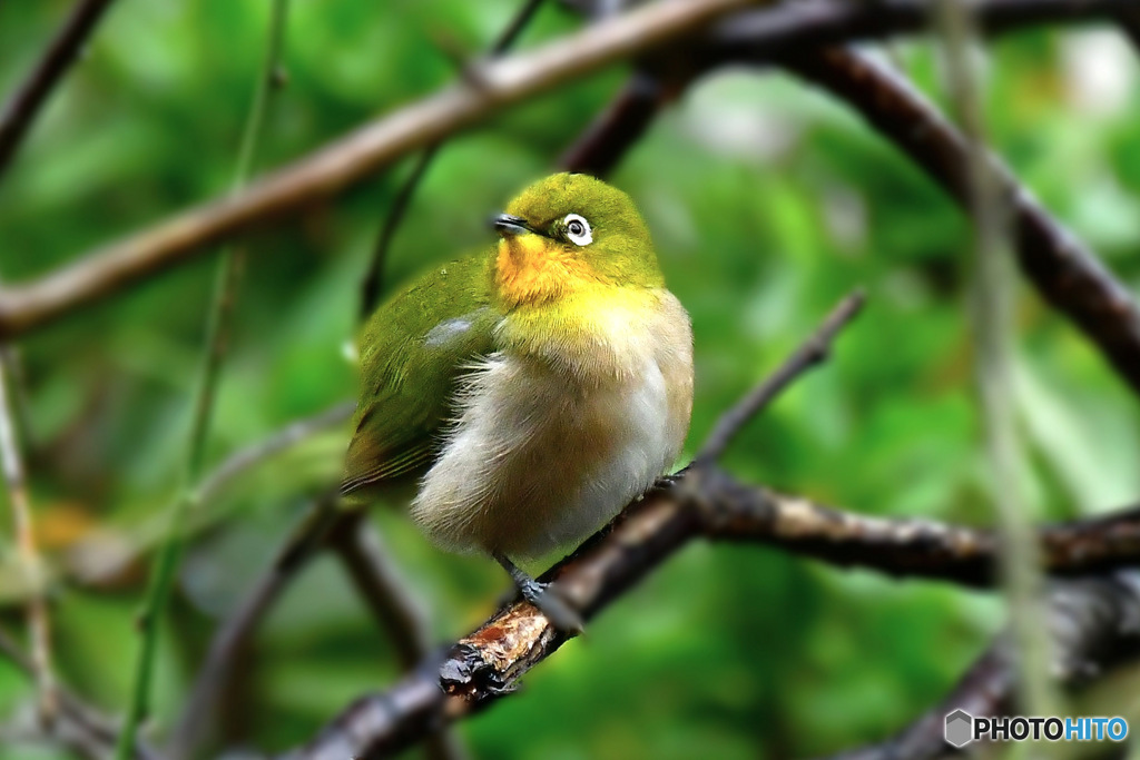野山の鳥  メジ君