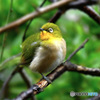 野山の鳥  メジ君
