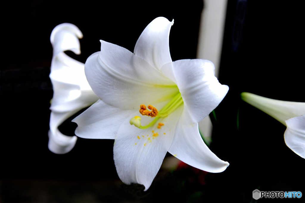 庭に咲いたユリの花  ②
