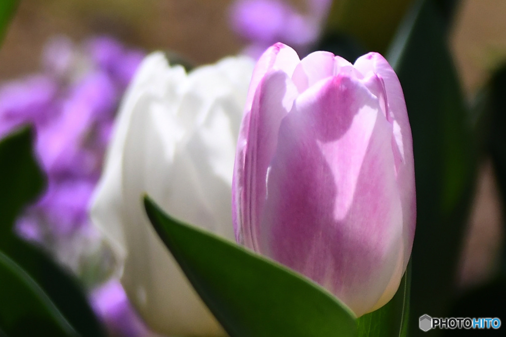 庭に咲いた春の花   21-185