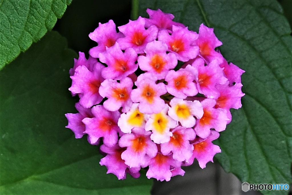 ランタナの花