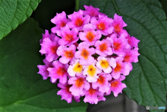 ランタナの花