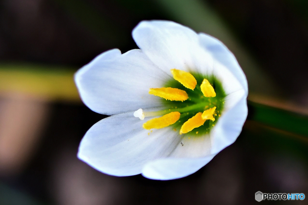 2022年今年初のタマスダレの花 22-407