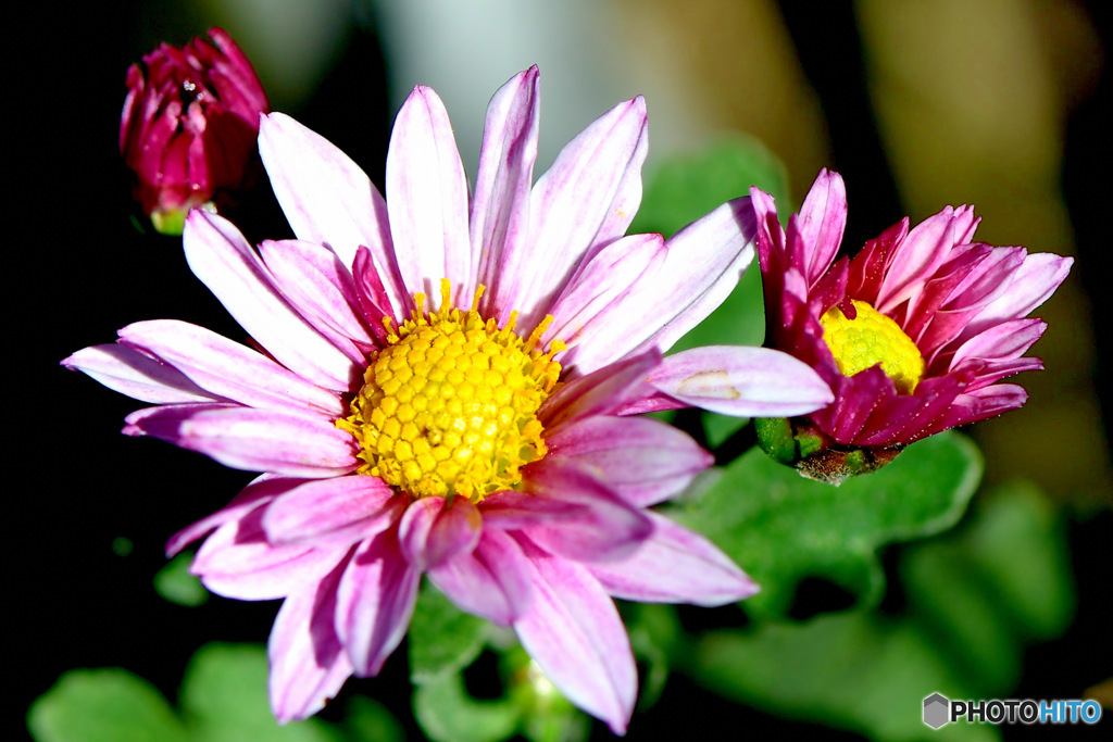 庭に咲いた小菊 