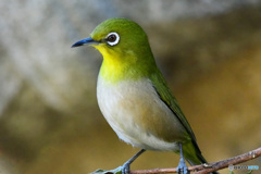 シュッとしたメジ君 22-167