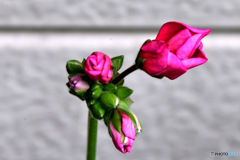 これから咲くであろうピンク色の花の蕾 
