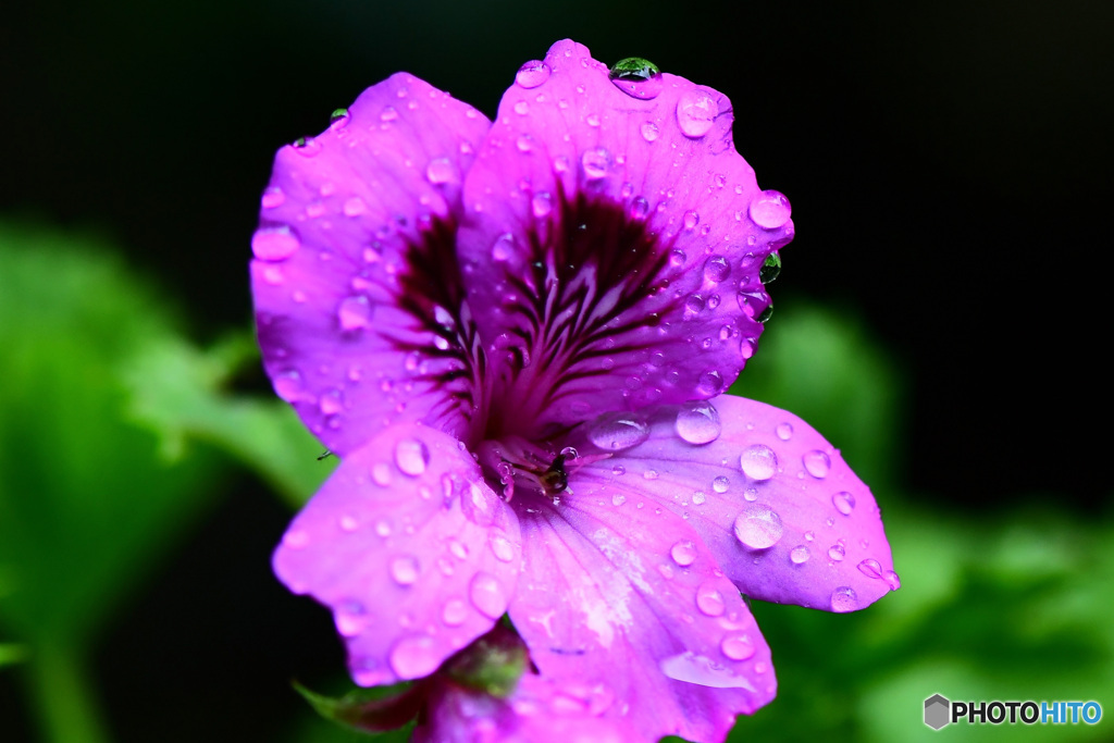 雨に濡れるゼラニュームの花 22-289