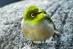 野山の鳥 22-169 メジ君