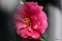 フェンスの間からサザンカの花