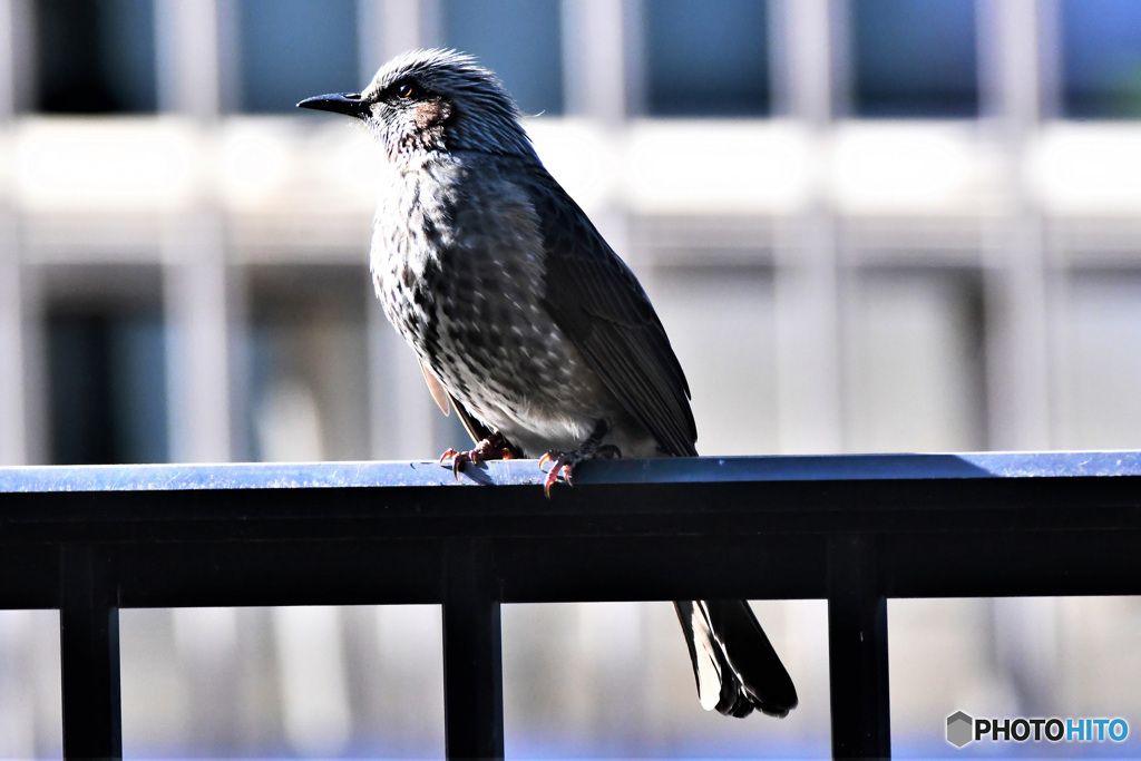 野山の鳥  21-216  ヒヨさん