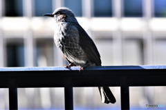 野山の鳥  21-216  ヒヨさん