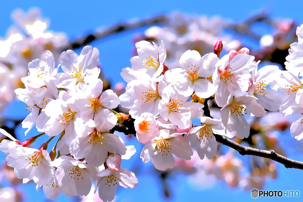 春に咲く花  