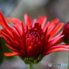 庭に咲いた菊の花 22-491