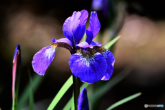 紫コアヤメの花  21-331