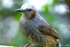 野山の鳥  ヒヨさん  