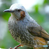 野山の鳥  ヒヨさん  
