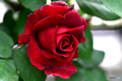 庭に咲いた赤いバラの花