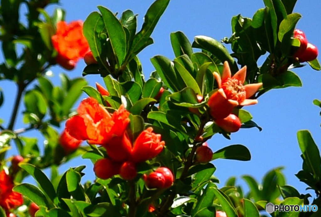 庭に咲いたザクロの花と実