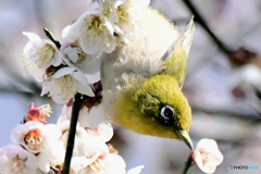 花の中から顔を出すメジロ